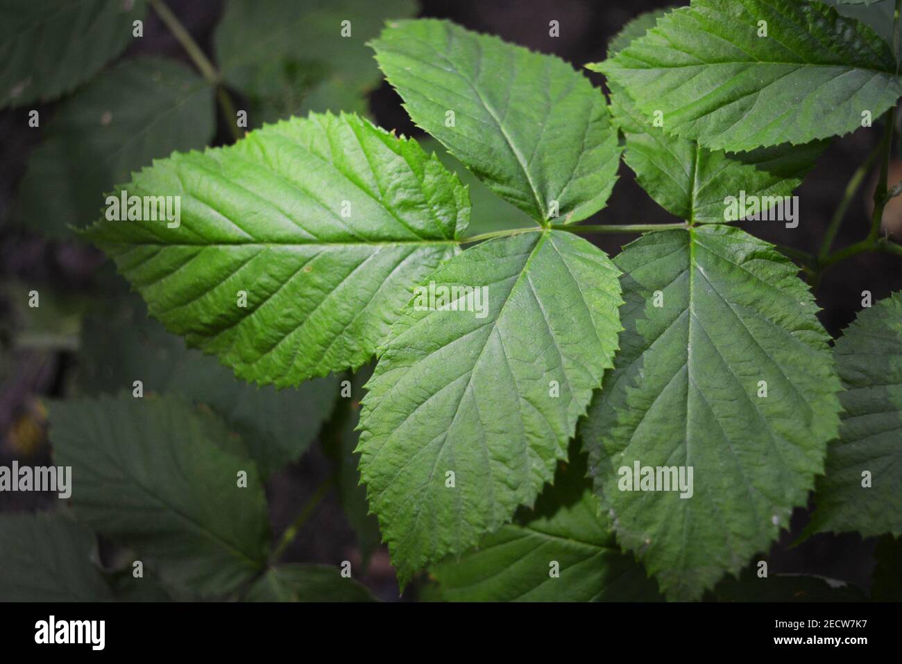 Large green backlit raspberry leaves, natural background Stock Photo ...