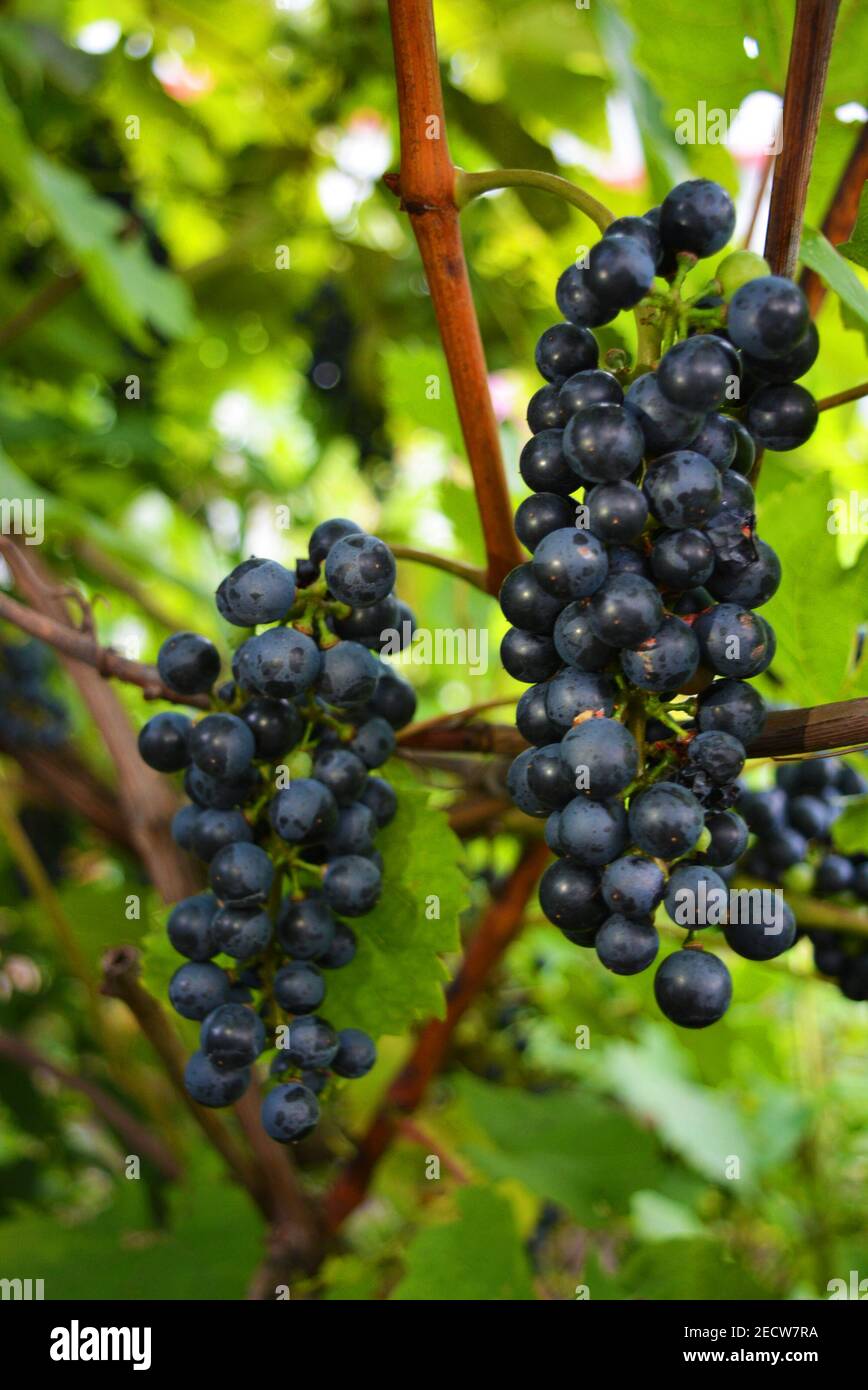 Technical black, dark blue bunch of grapes on a brown vine with large green leaves, grape