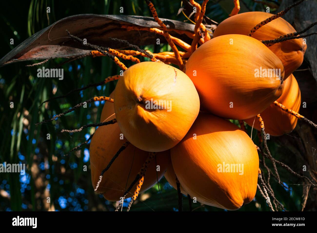 Yellow coconut on palm tree in sunlight. Golden Malayan Dwarf palm tree ...