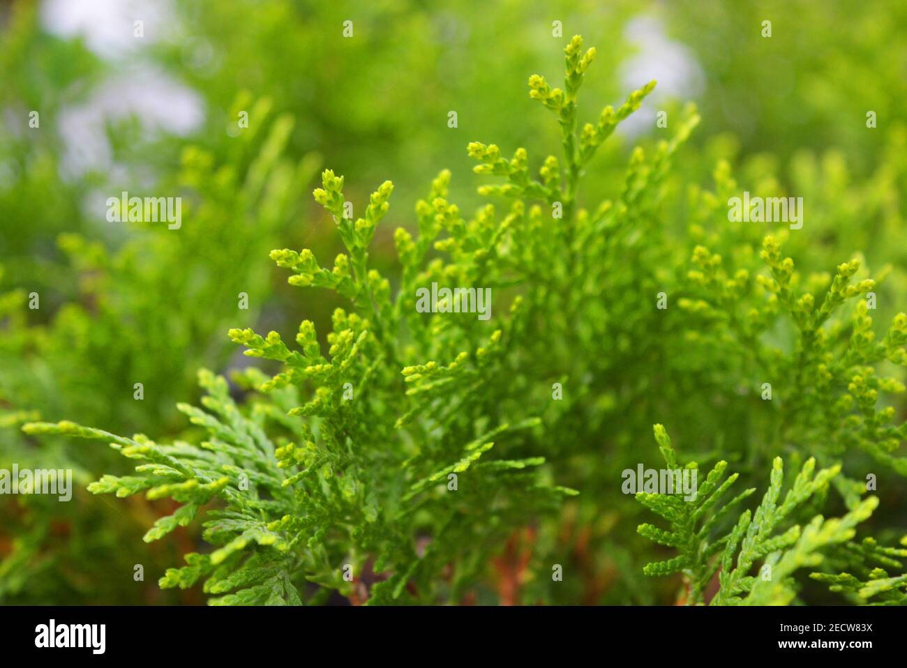 Small Thuja seedlings Western Aurea Nana, unusual delicate green background. Stock Photo