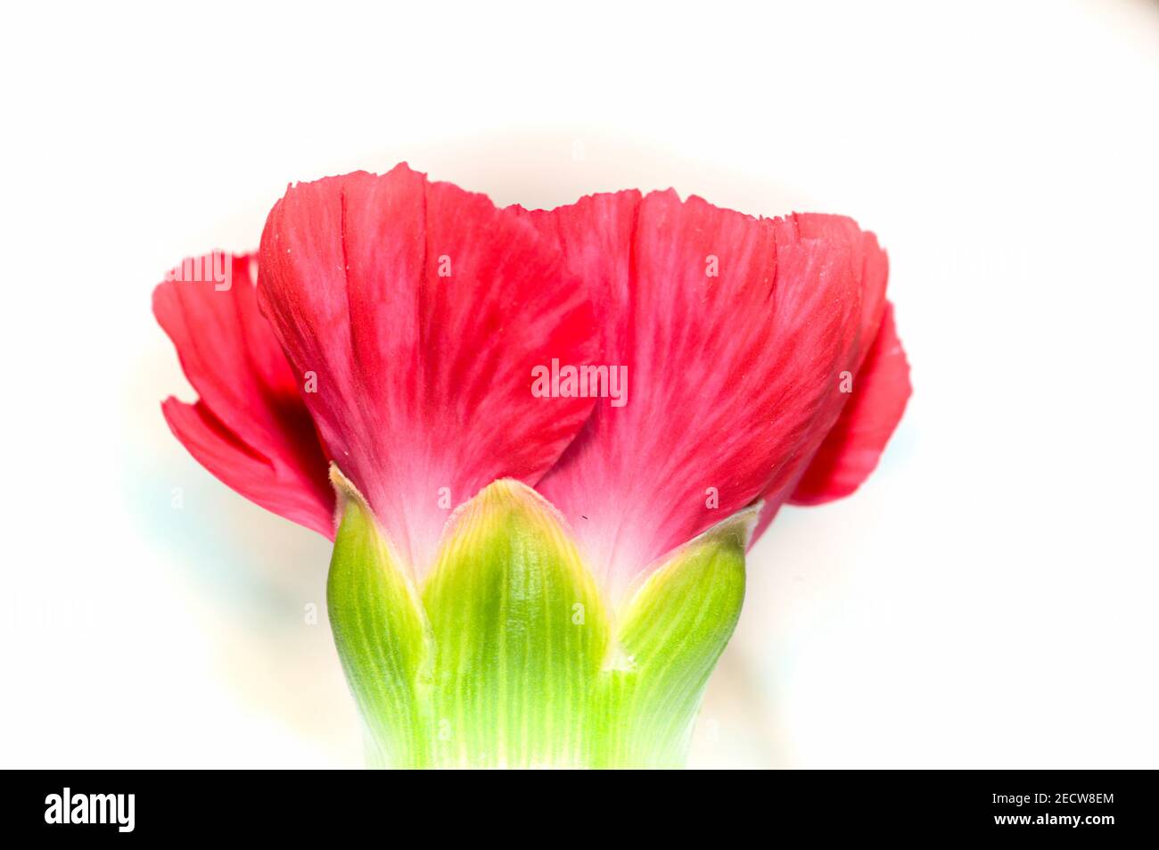 Carnation Flower Head Stock Photo
