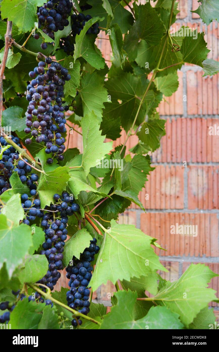 Technical black, dark blue bunch of grapes on a brown vine with large green leaves, grape
