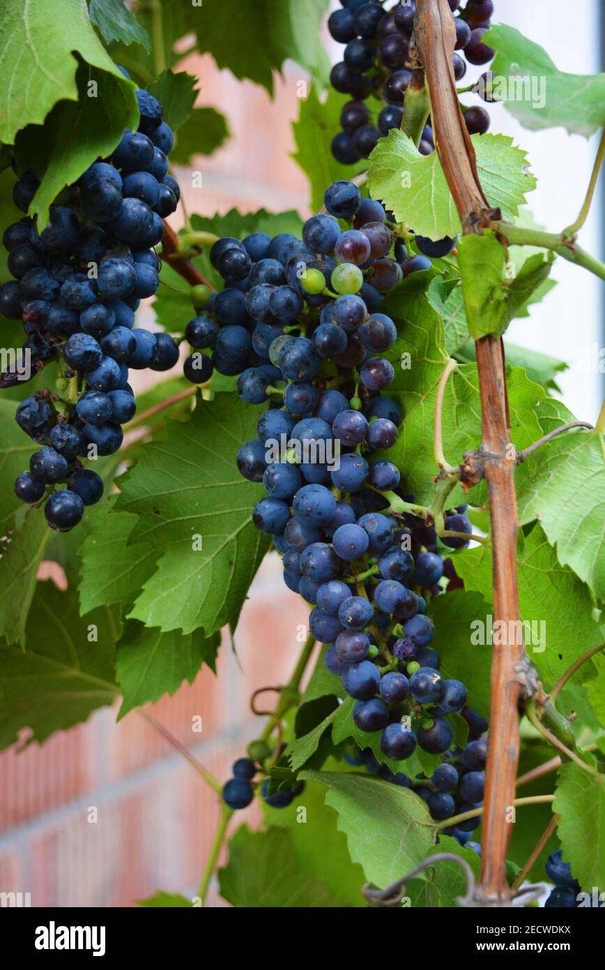 Technical black, dark blue bunch of grapes on a brown vine with large green leaves, grape