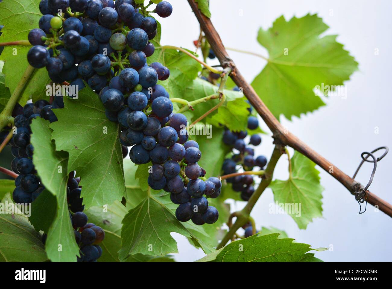 Technical black, dark blue bunch of grapes on a brown vine with large green leaves, grape