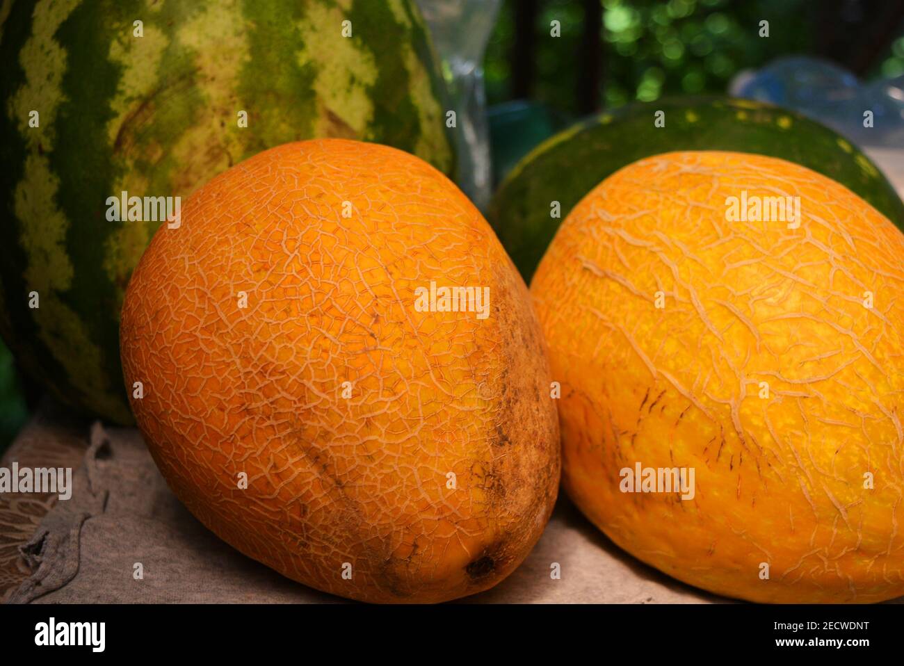 Juicy ripe two yellow melons and two green watermelons, fresh fruits, wholesome food. Stock Photo
