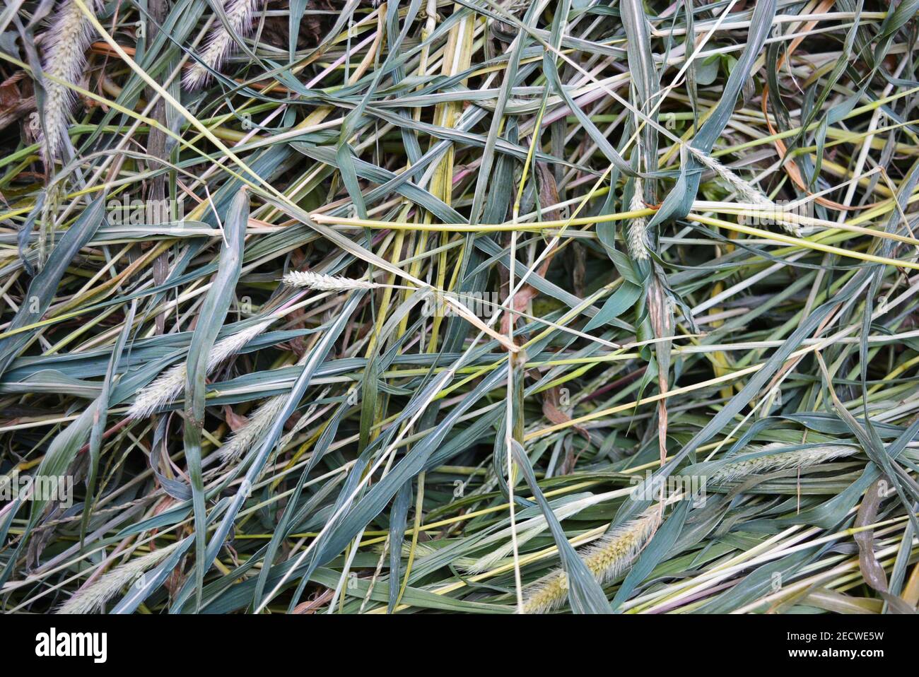 Green dried dry green grass, setaria, foxtail or bristle grasses. An unusual chaotic background of seeds and long leaves and a stem of herbs and weeds Stock Photo
