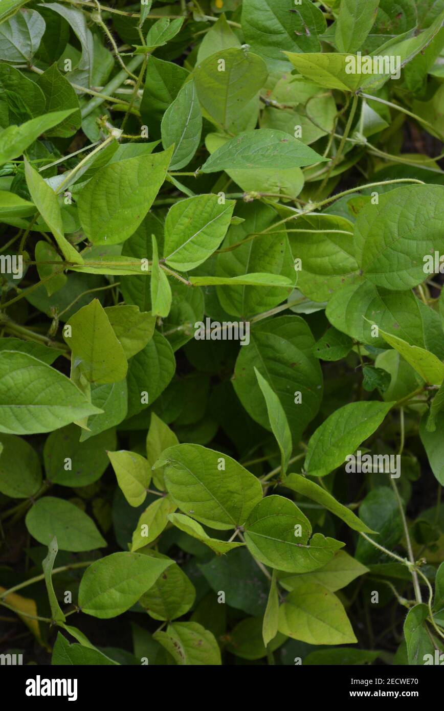 Bright and juicy green leaves of mung bean seeds, green gram, maash, moong. Stock Photo