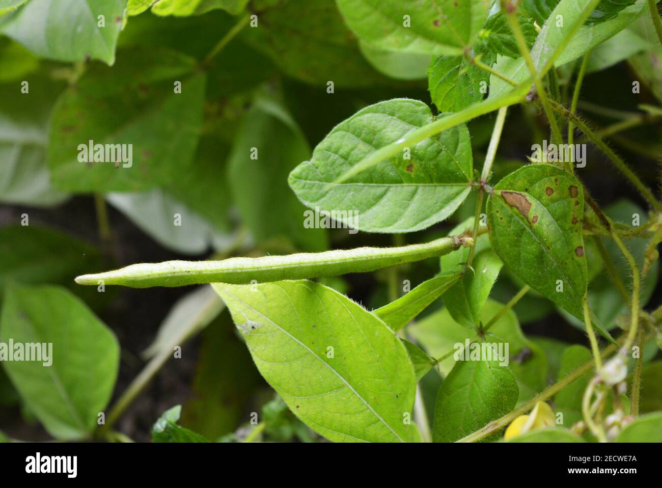 Bright and juicy green leaves of mung bean seeds, green gram, maash, moong. Stock Photo