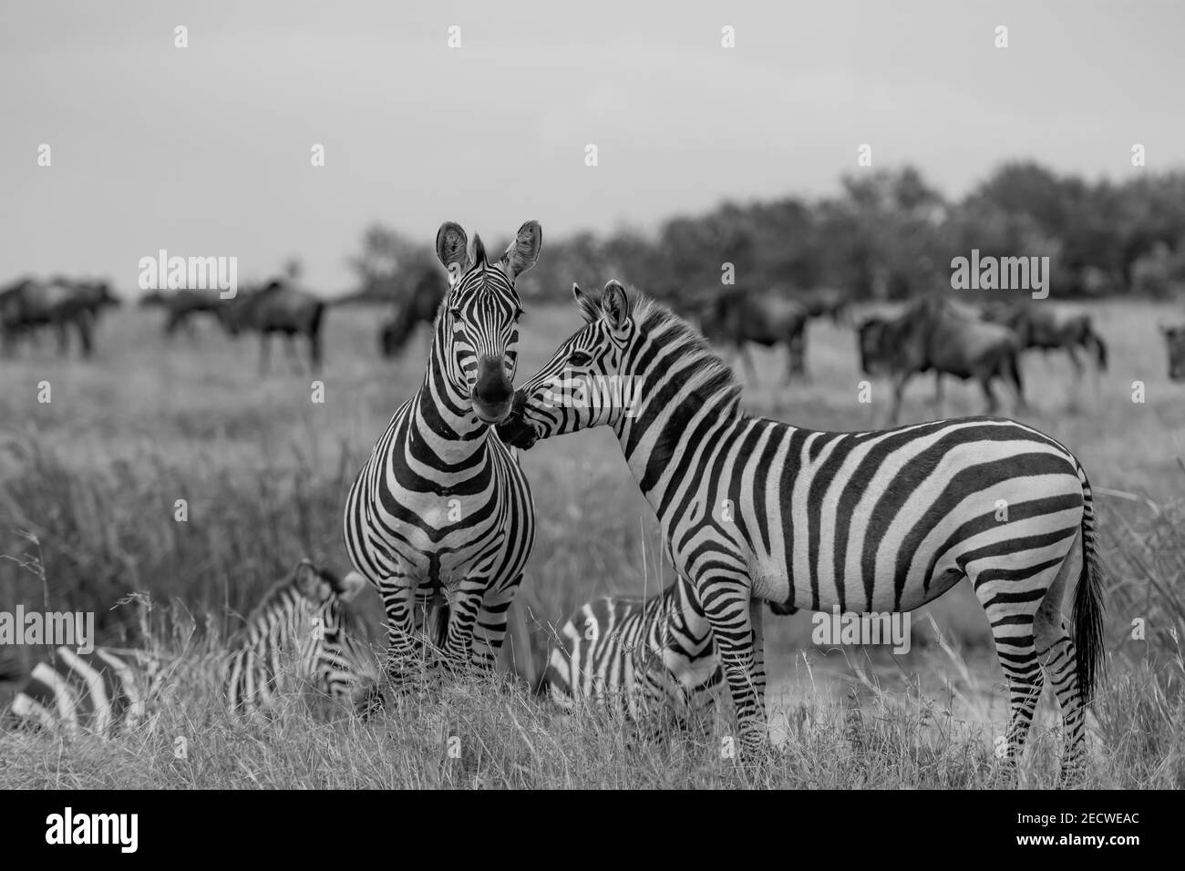 Zebra in jungle hires stock photography and images Alamy