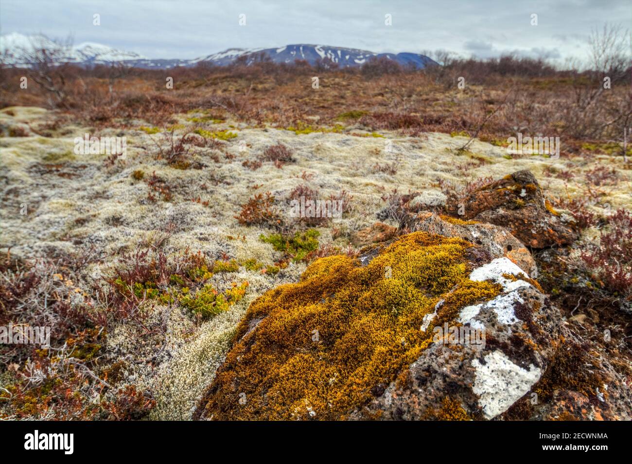 Lichens and mosses in Thingvellir National Park, Iceland Stock Photo