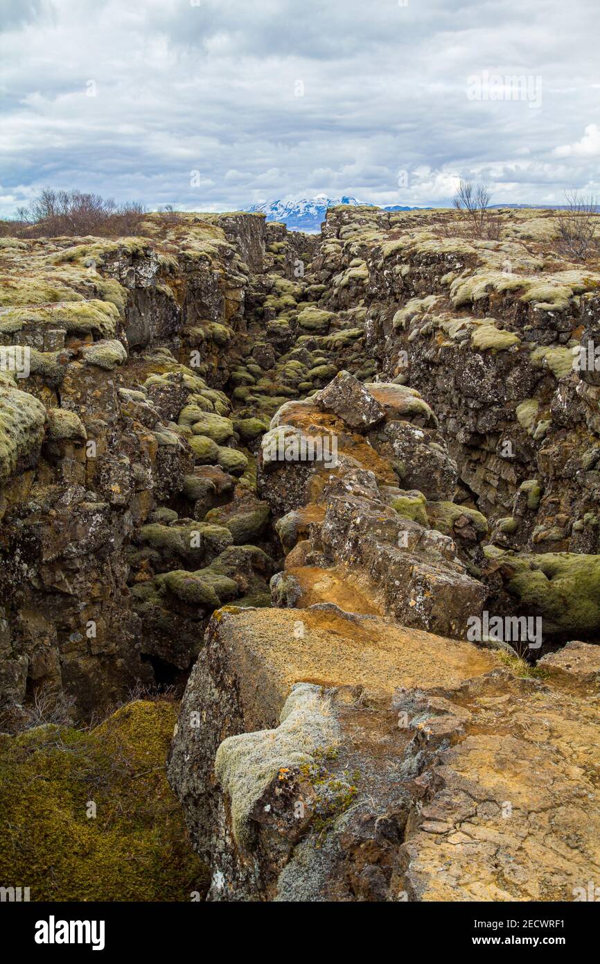Crevice overgrown with mosses in Thingvellir National Park, Iceland Stock Photo