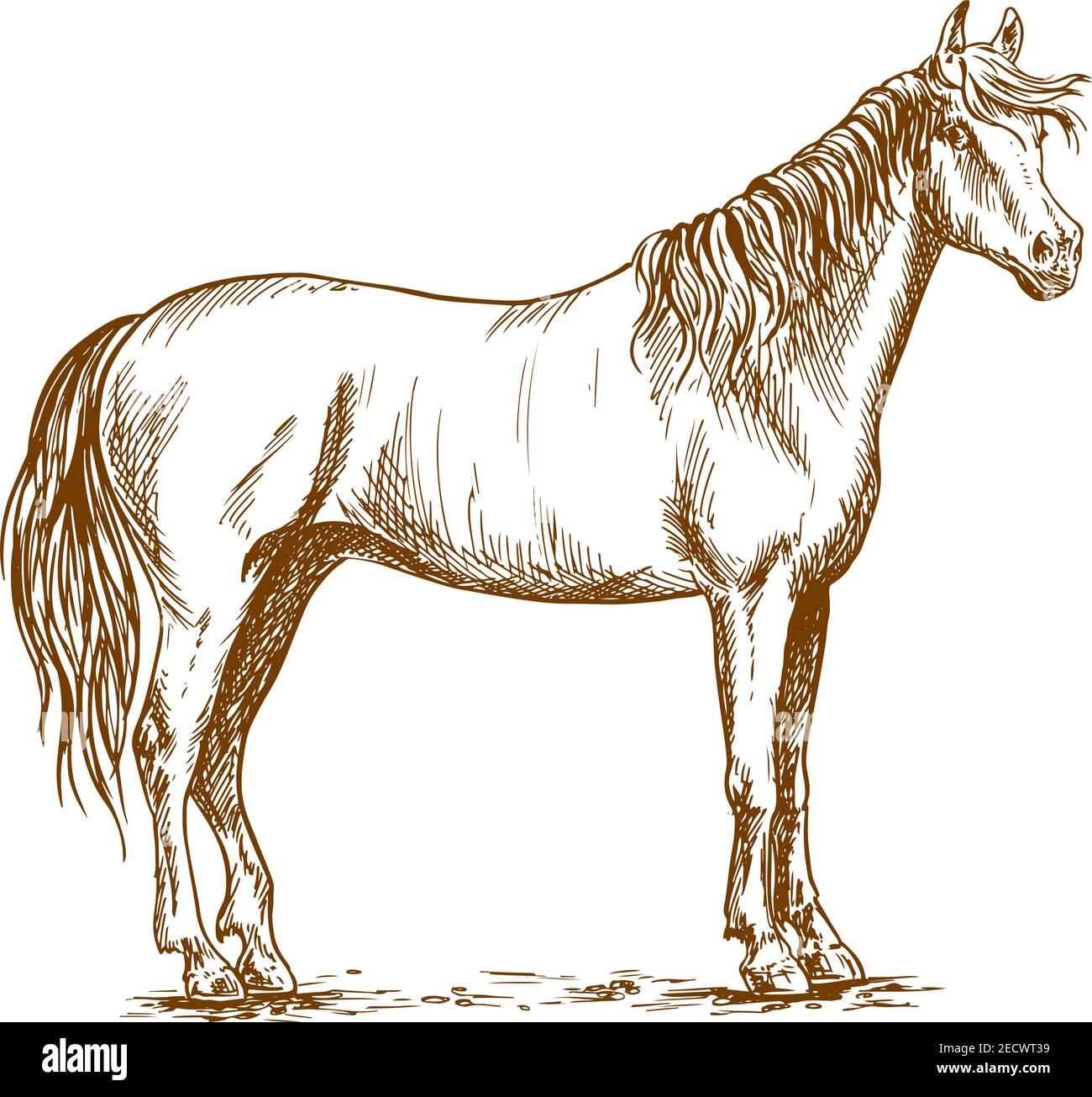 Horse standing and looking with half turned head. Beautiful mustang