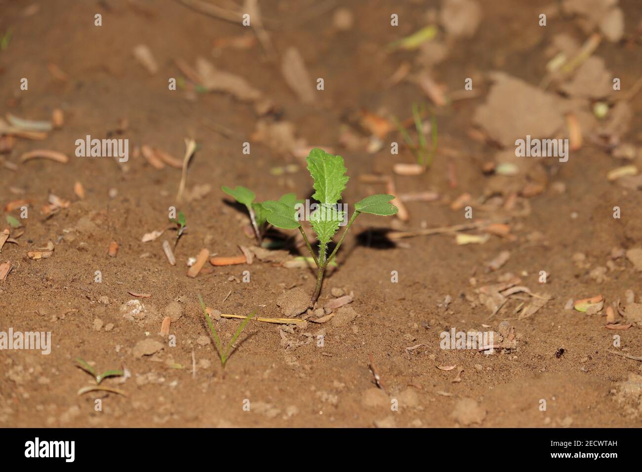 young small mustard plant growing in garden farm , india- Asia. mustard plant Stock Photo