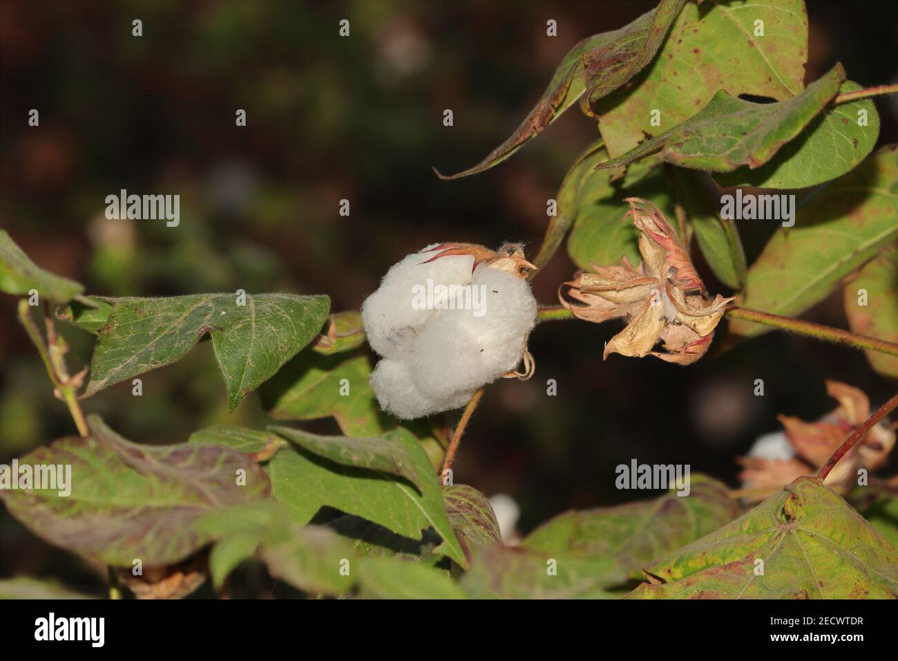 Cotton plant india hi-res stock photography and images - Alamy