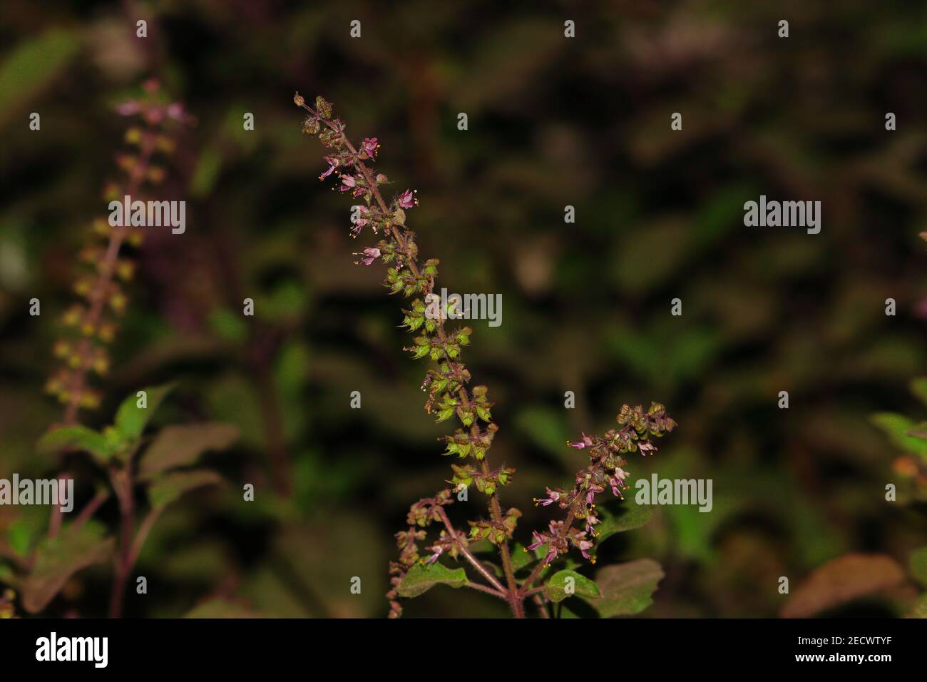 basil plant flowers grow on basil in garden, indiaAsia Stock Photo Alamy