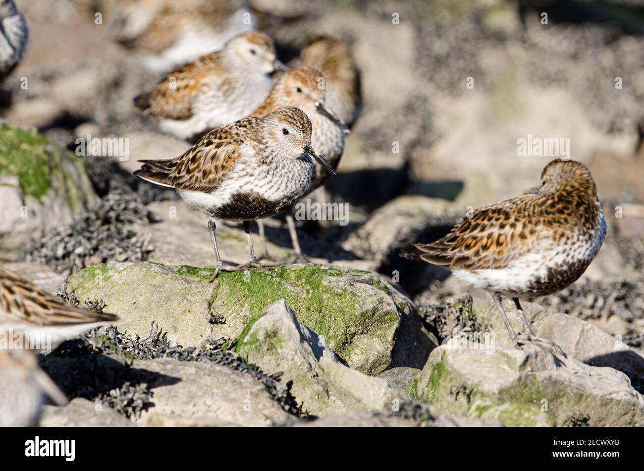 Dunlin on rocky shoreline Stock Photo - Alamy