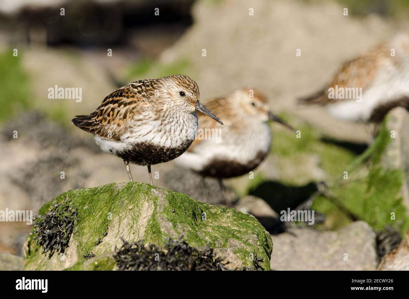 Small group of Dunlin at high tide on shoreline Stock Photo - Alamy