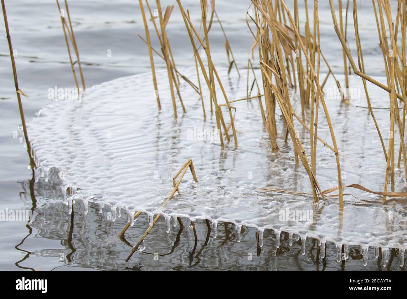 Harefield, UK. 13th February, 2021. Small icicles are formed beneath a sheet of ice around reeds on the edge of the Hillingdon Outdoor Activities Centre lake in the Colne Valley. The current spell of cold weather is expected to be replaced by milder conditions after tomorrow. Credit: Mark Kerrison/Alamy Live News Stock Photo