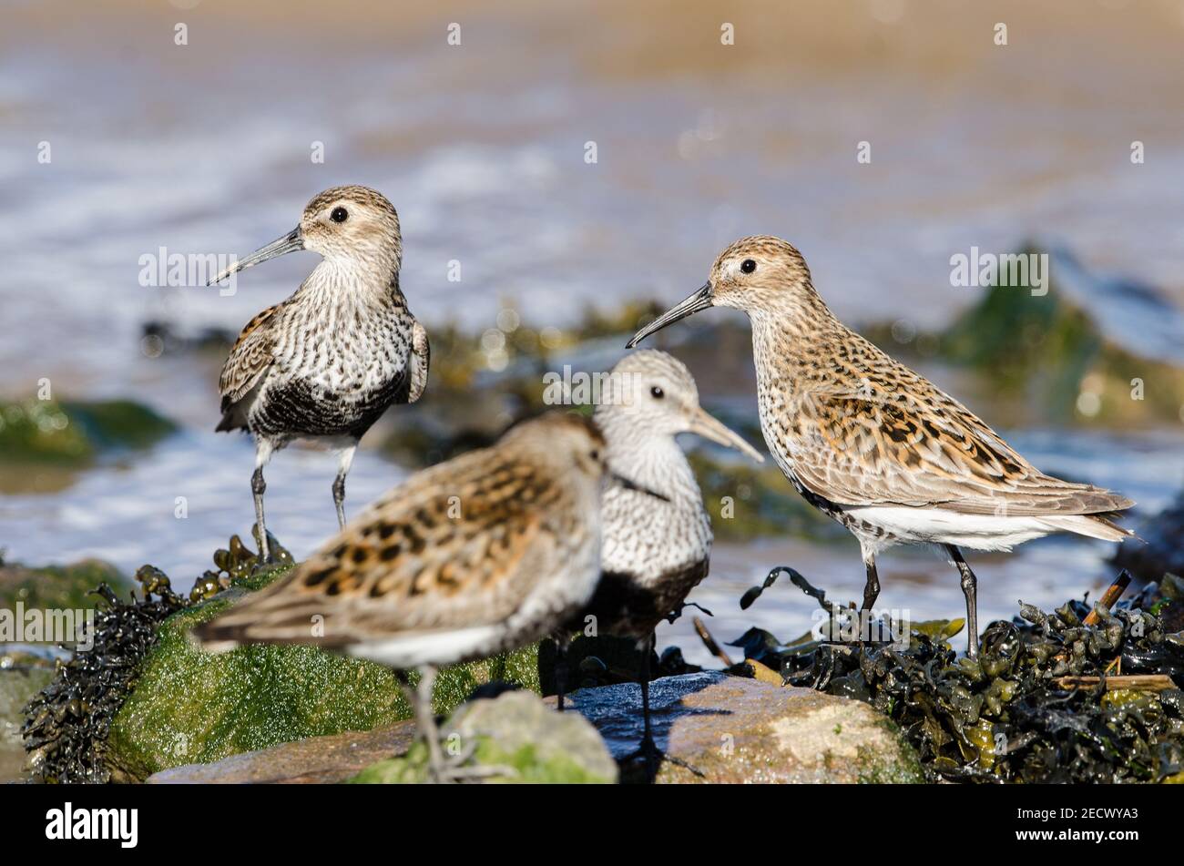 Group of Dunlin on shoreline Stock Photo - Alamy