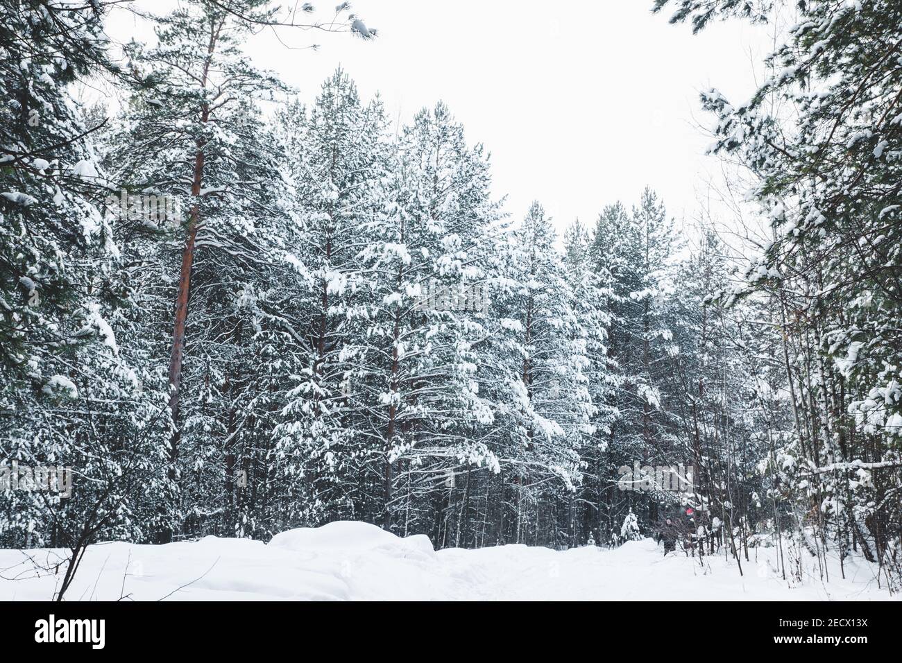 Dark Forest Path Russia High Resolution Stock Photography and Images ...