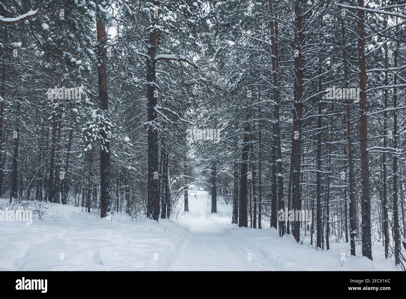 Dark forest path russia hi-res stock photography and images - Alamy