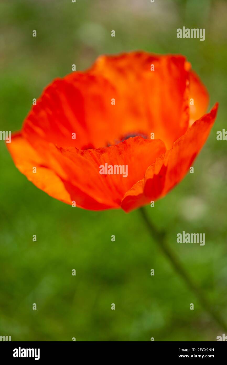 Orange poppy flower Papaver Orientale with backlit petals Stock Photo