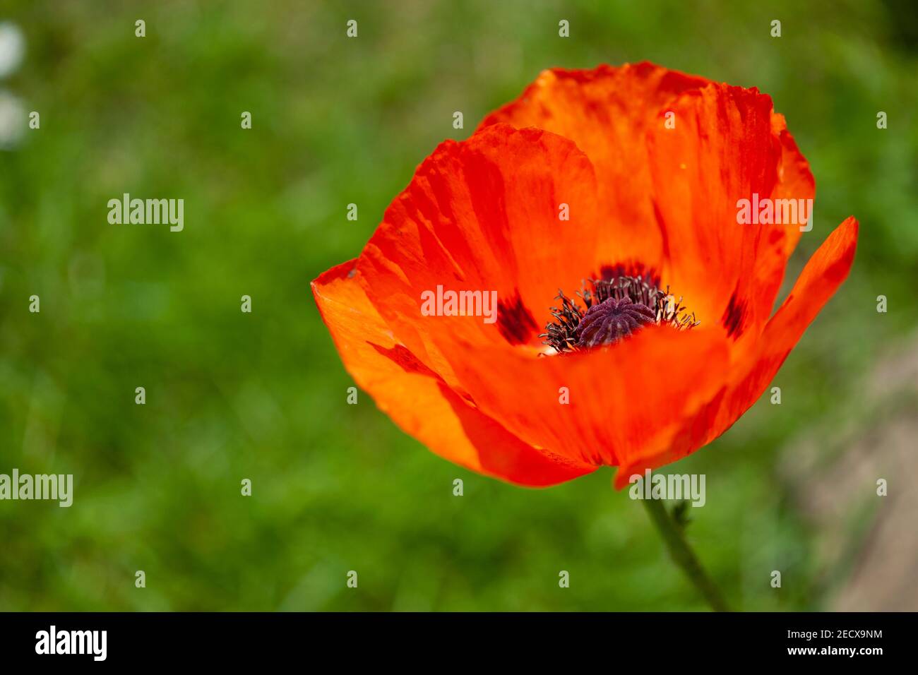 Orange poppy flower Papaver Orientale with backlit petals Stock Photo