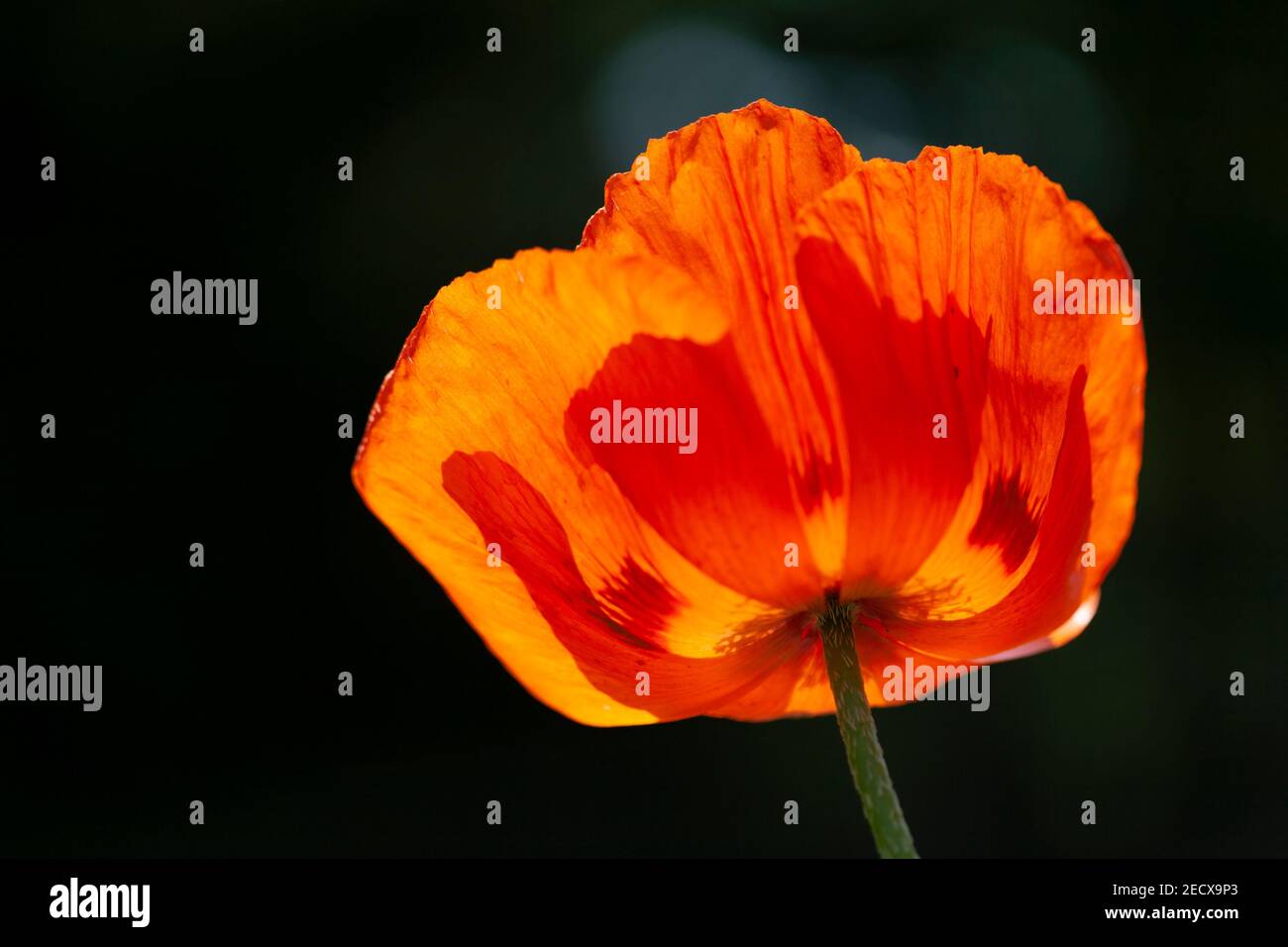 Orange poppy flower Papaver Orientale with backlit petals Stock Photo