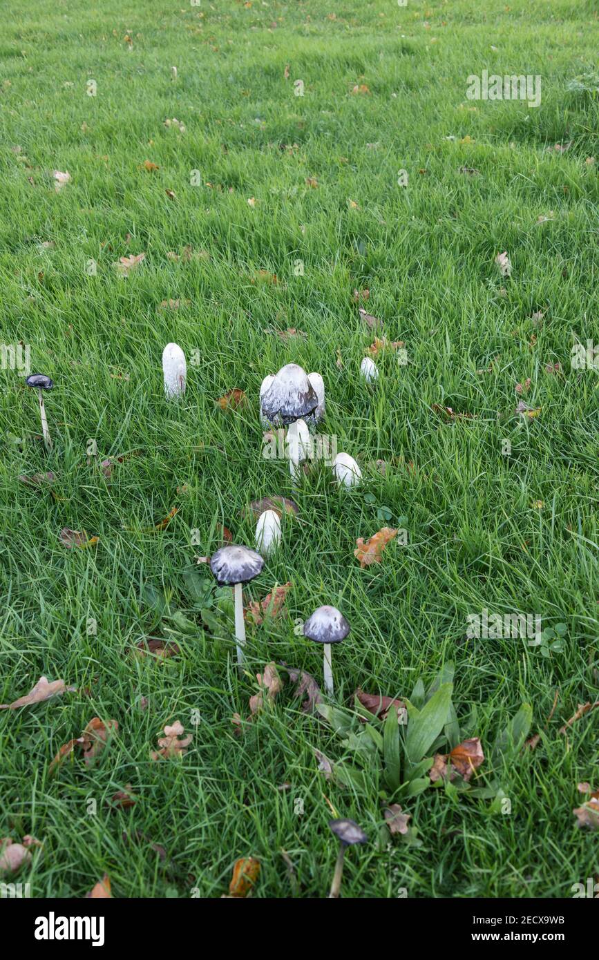 mushrooms together in the lawn Stock Photo