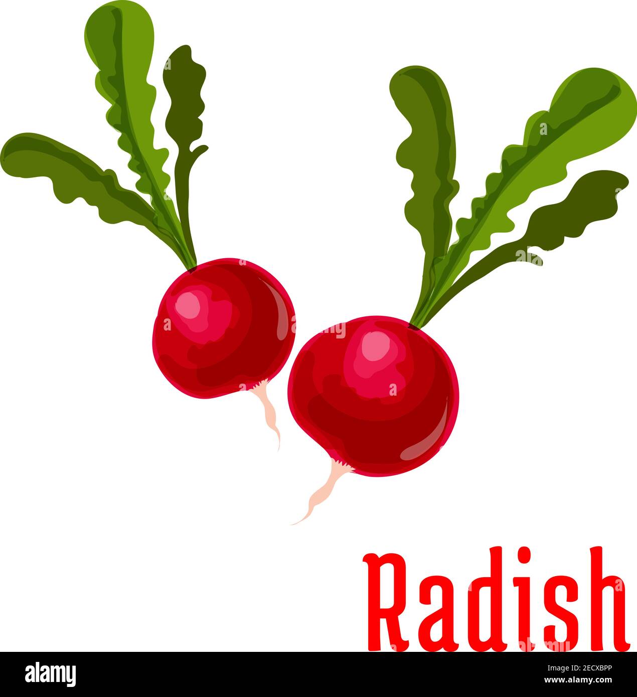 Radishes grocery store Stock Vector Images Alamy