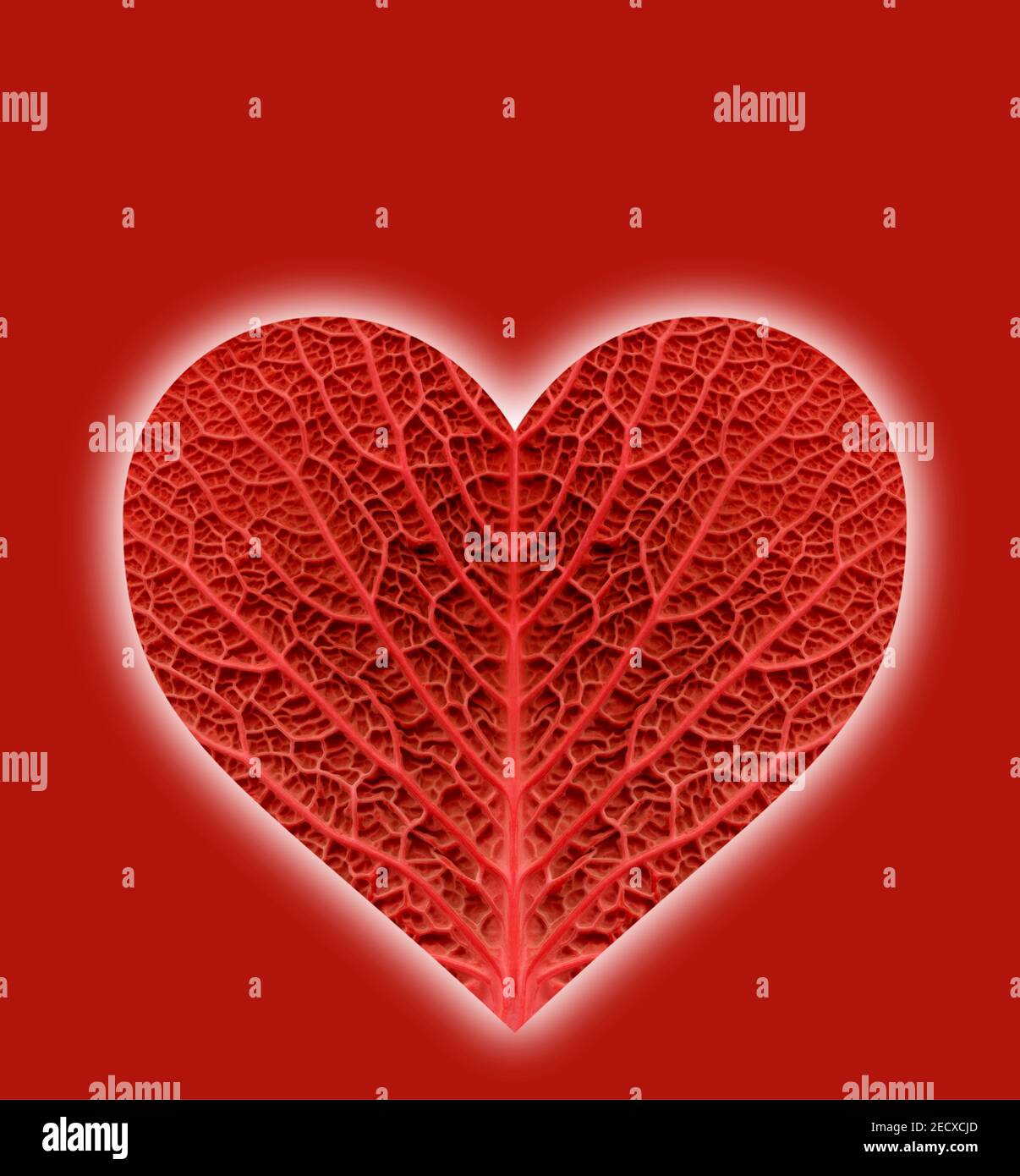 A stylised heart graphic produced from the texture and pattern of a cabbage leaf Stock Photo