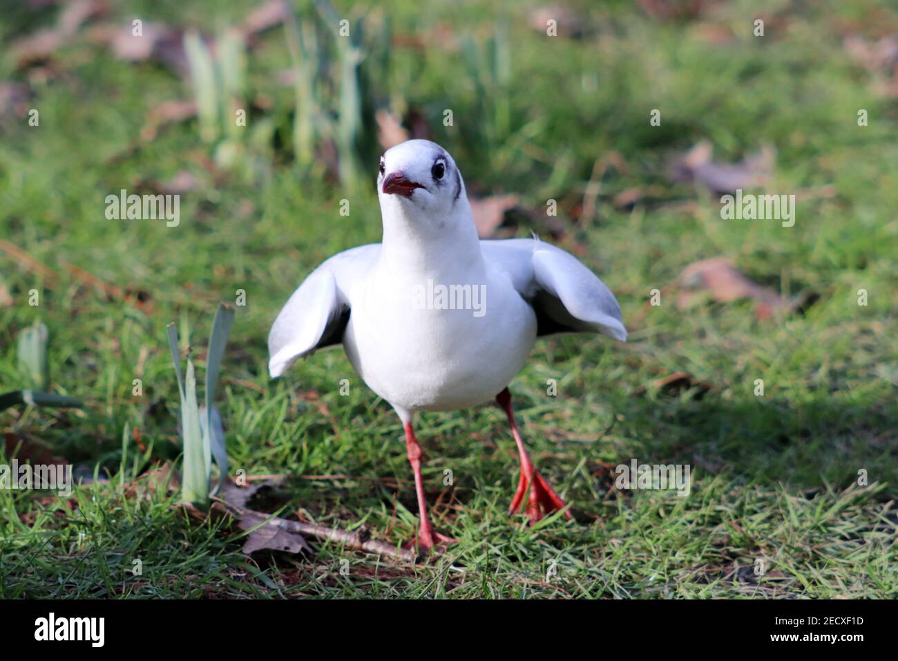 black head gull displaying Stock Photo