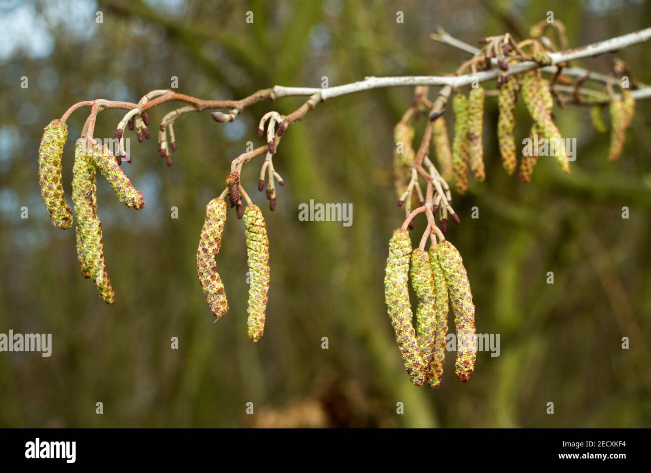 In late winter the male Alder flowering parts develop and are ready to produce wind borne pollen in early spring, much earlier than most other trees Stock Photo