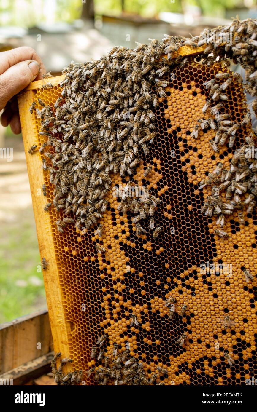The beekeeper looks after Apiarist shows an empty The beekeeper looks