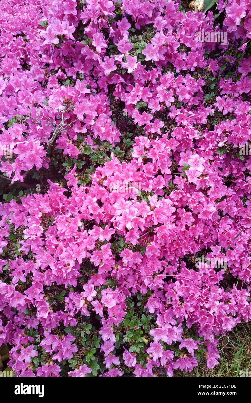Azaleas were in full bloom everywhere, close-up of lush azalea blooms.2021 Stock Photo