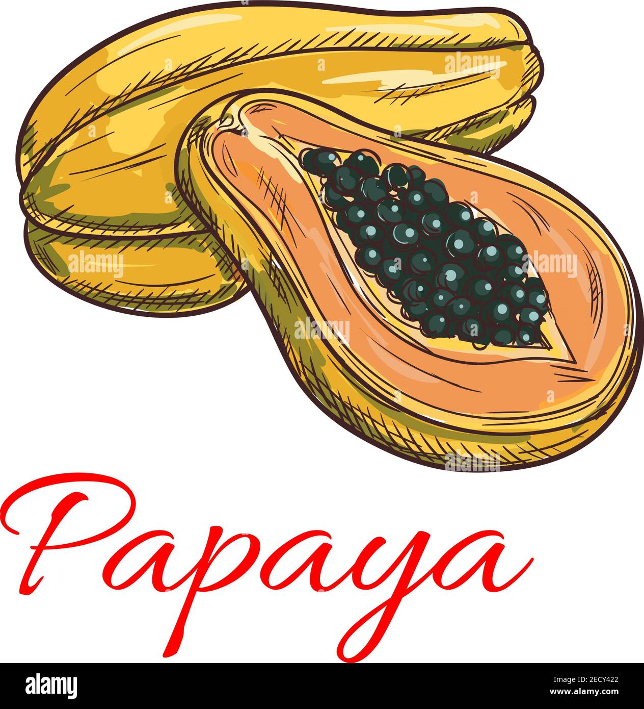 Papaya fruit vector color sketch icon. Isolated whole and half papaya
