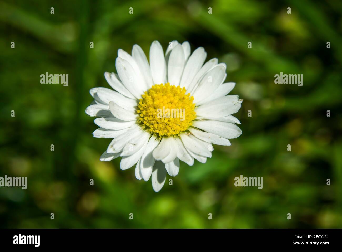 One white daisy flower on a green background, top view Stock Photo
