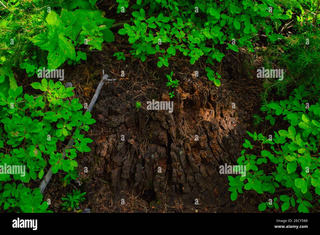 A closeup of a tree stump surrounded by greenery in a forest during ...