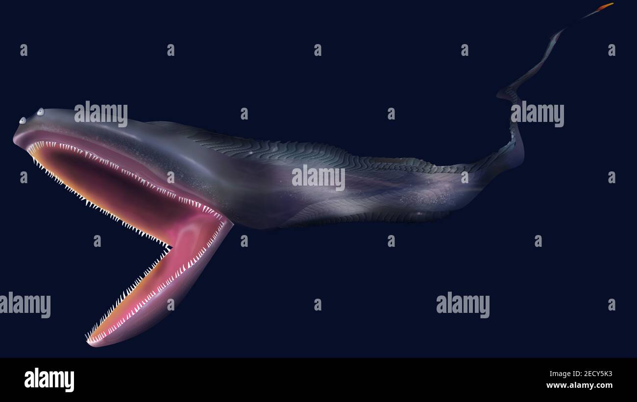 gulper eel Animal with Realistic details. Large mouth open eel in the ocean. Deep sea scary creatures. Isolated on dark background. Stock Photo