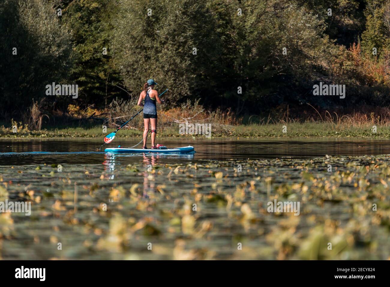 A young athletic woman on paddleboard on a river overgrown with grass ...