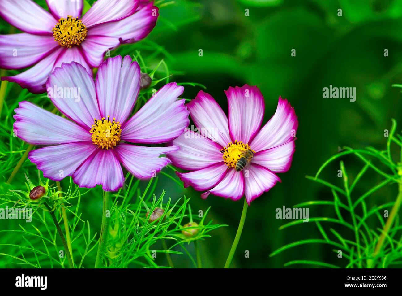 Three bright pink white cosmos flowers with green leaves and buds in garden. Floral summer or spring background or greeting card, selective focus, blu Stock Photo
