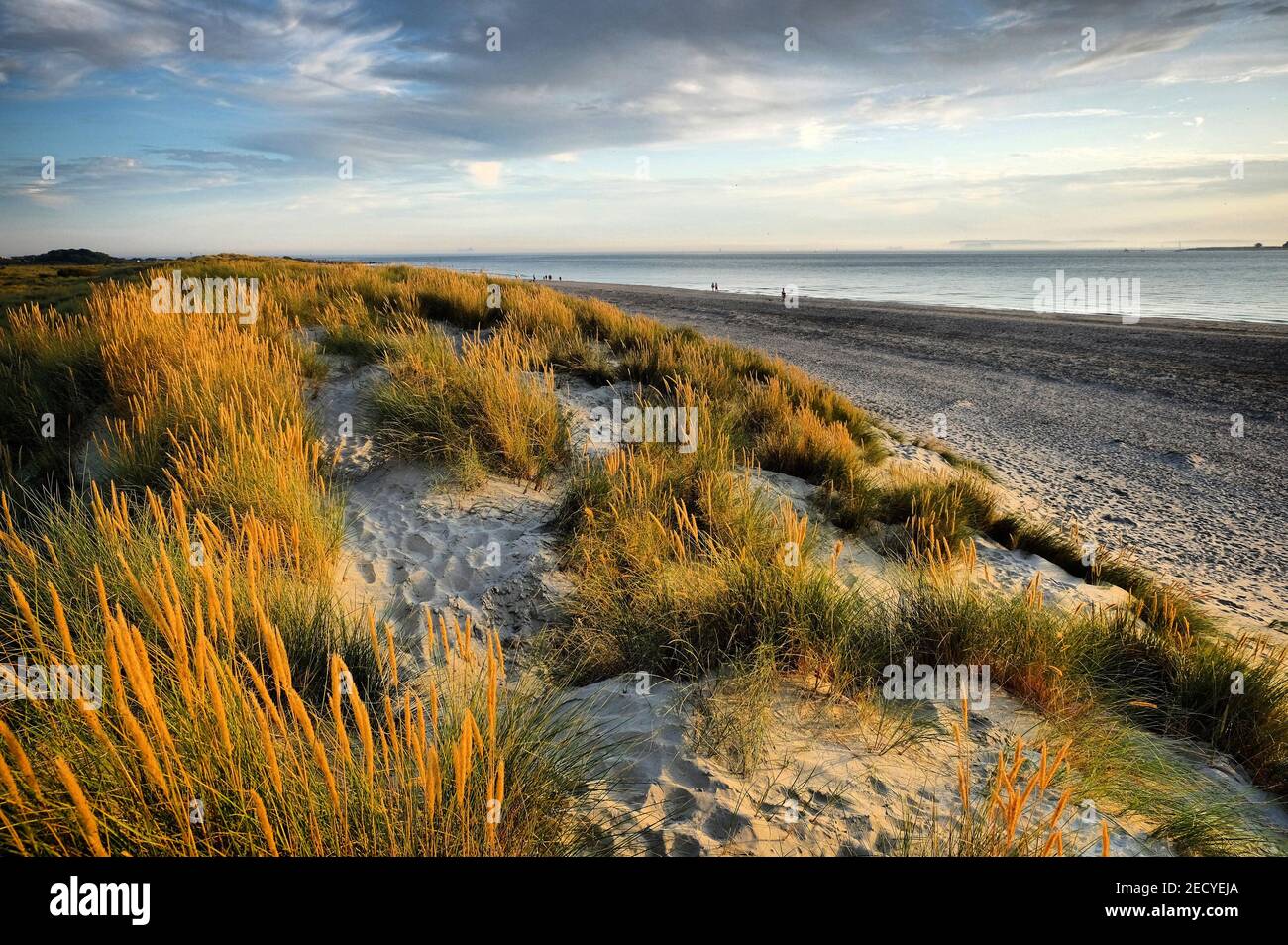 the-sand-dunes-at-west-wittering-beach-west-sussex-uk-stock-photo-alamy