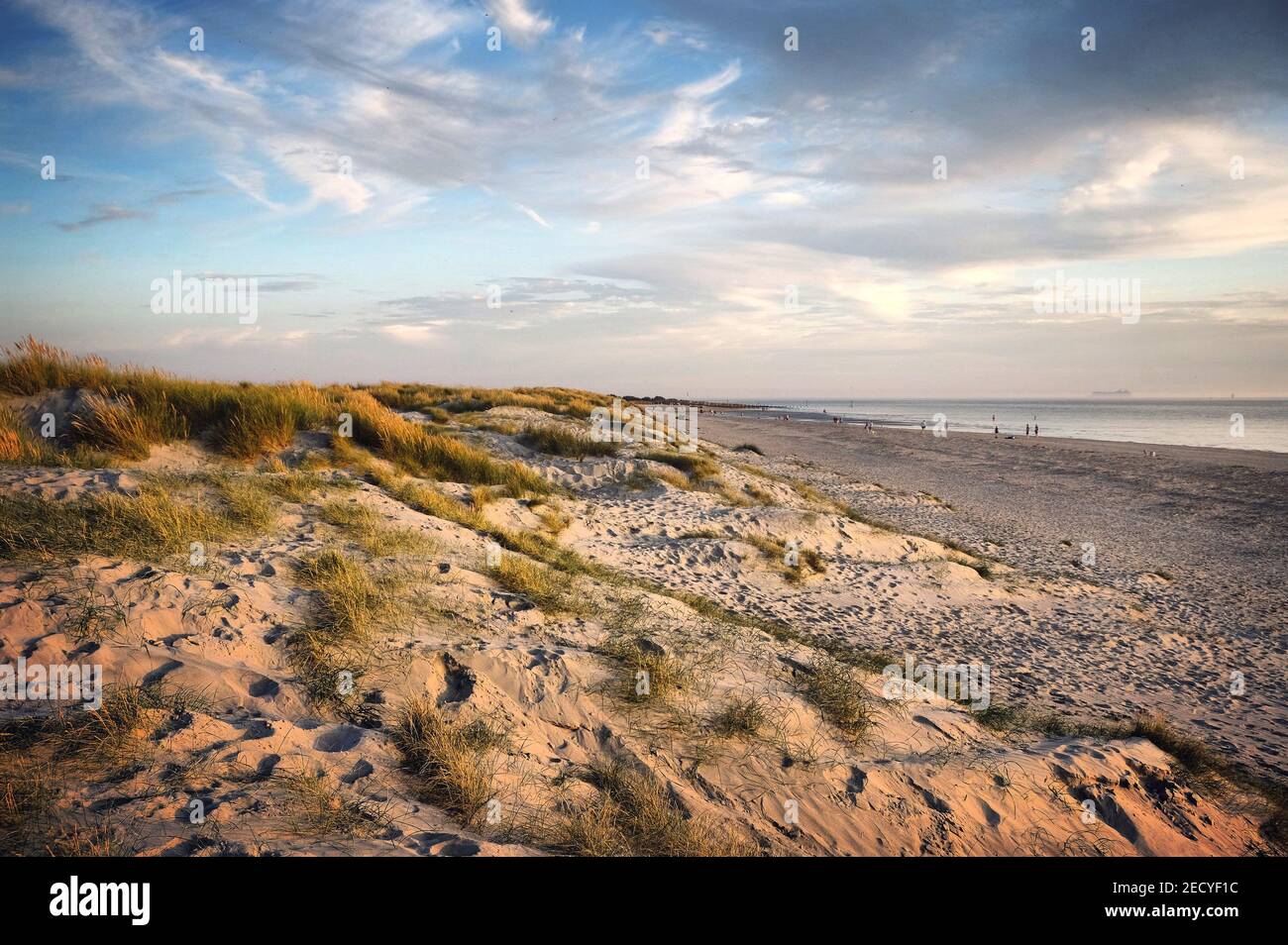 the-sand-dunes-at-west-wittering-beach-west-sussex-uk-stock-photo-alamy