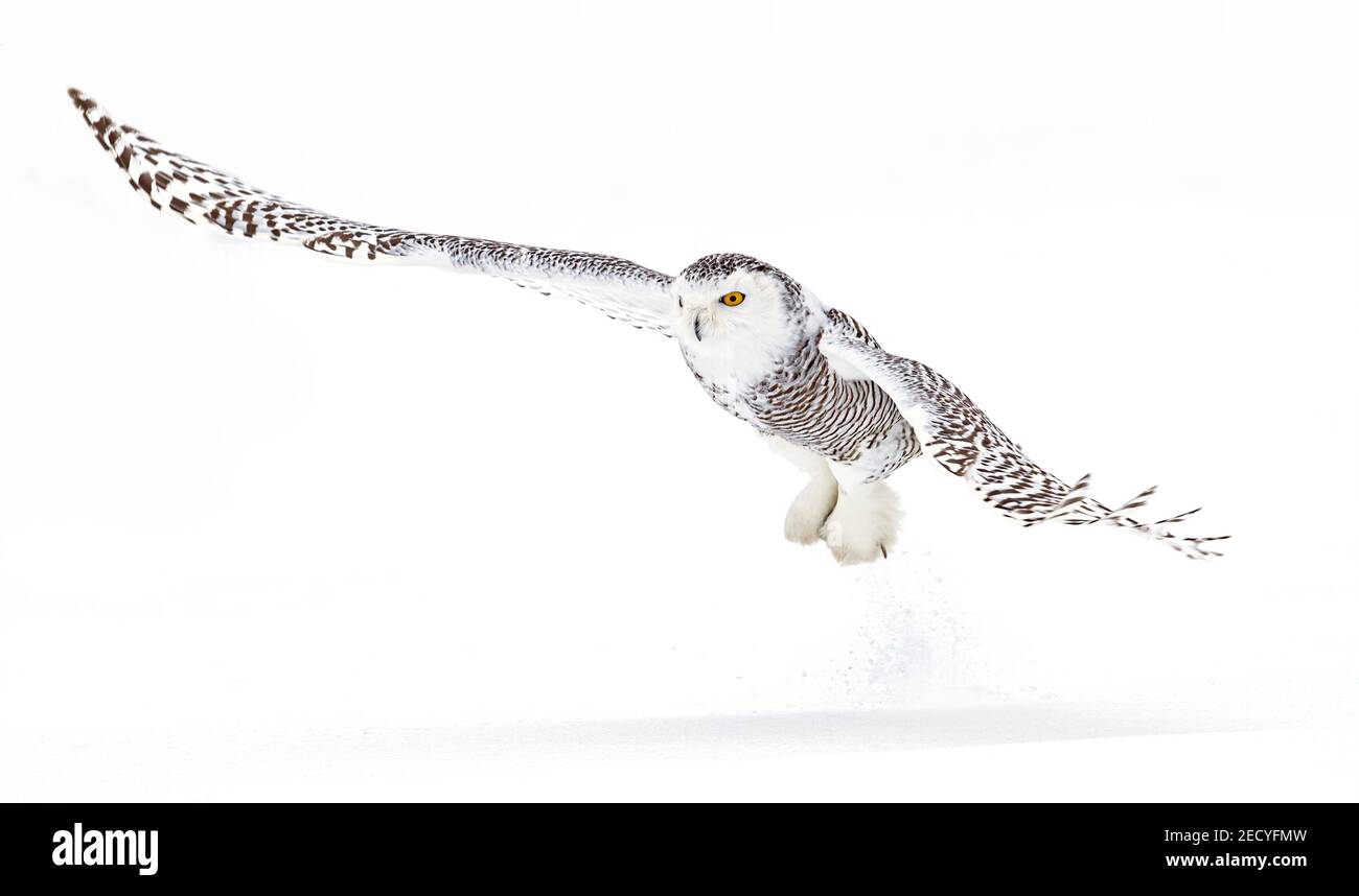 Snowy owl flies low hunting over an open snowy field captures a vole in winter in Quebec, Canada Stock Photo