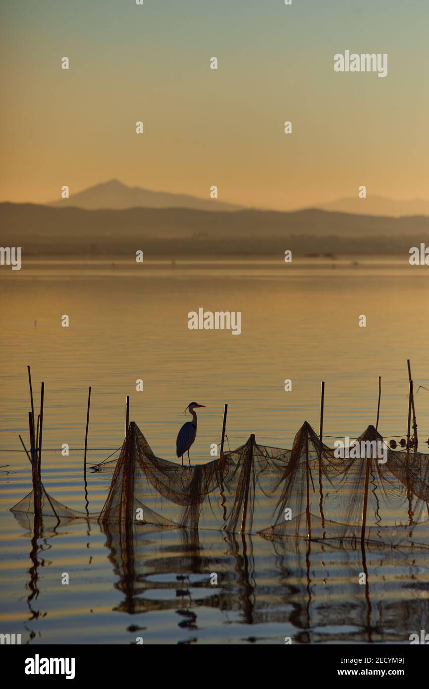 typical fishing system with rods and sticks, of the Valencia lagoon in