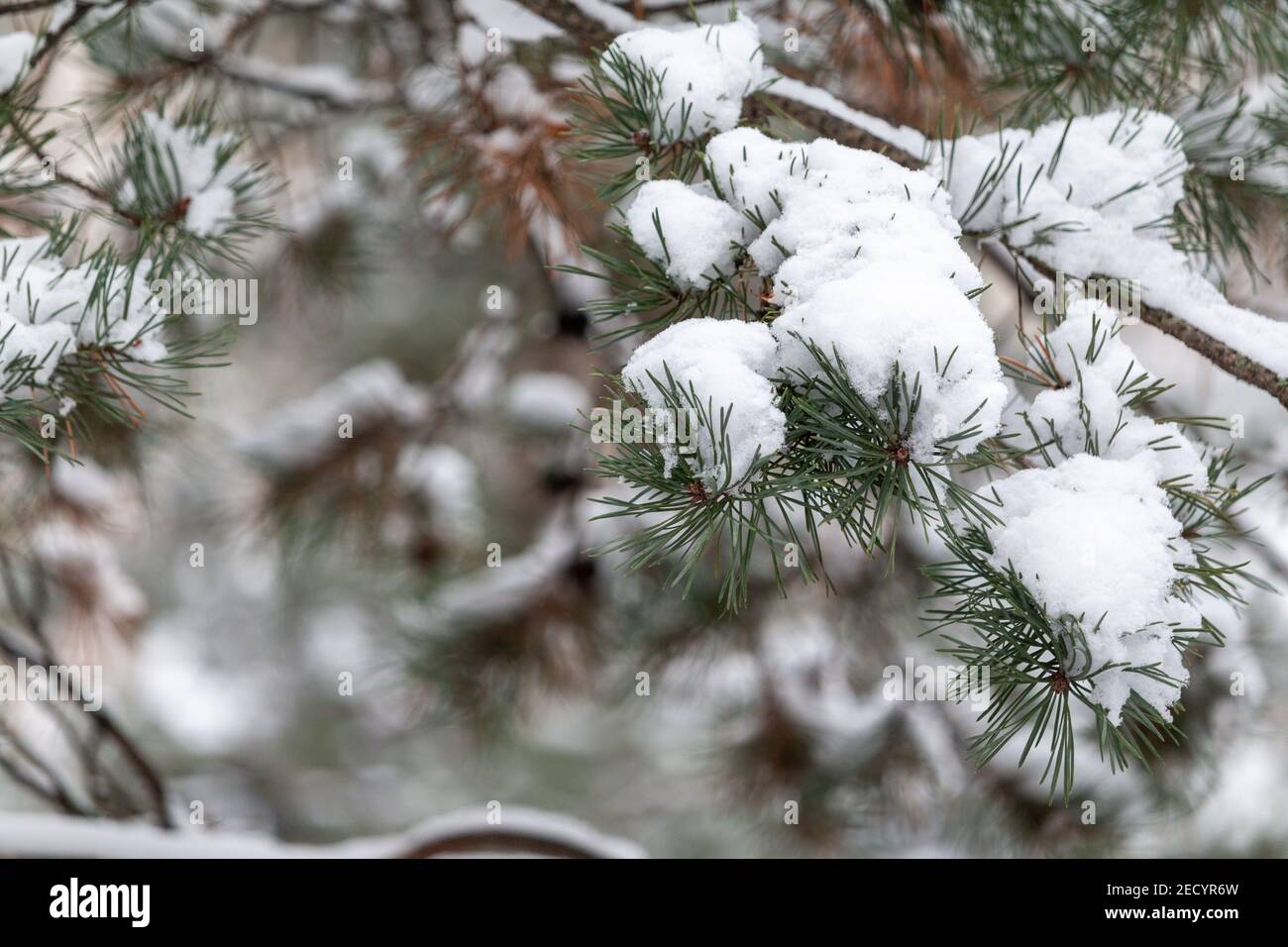 Snow covered pine tree branches Stock Photo - Alamy