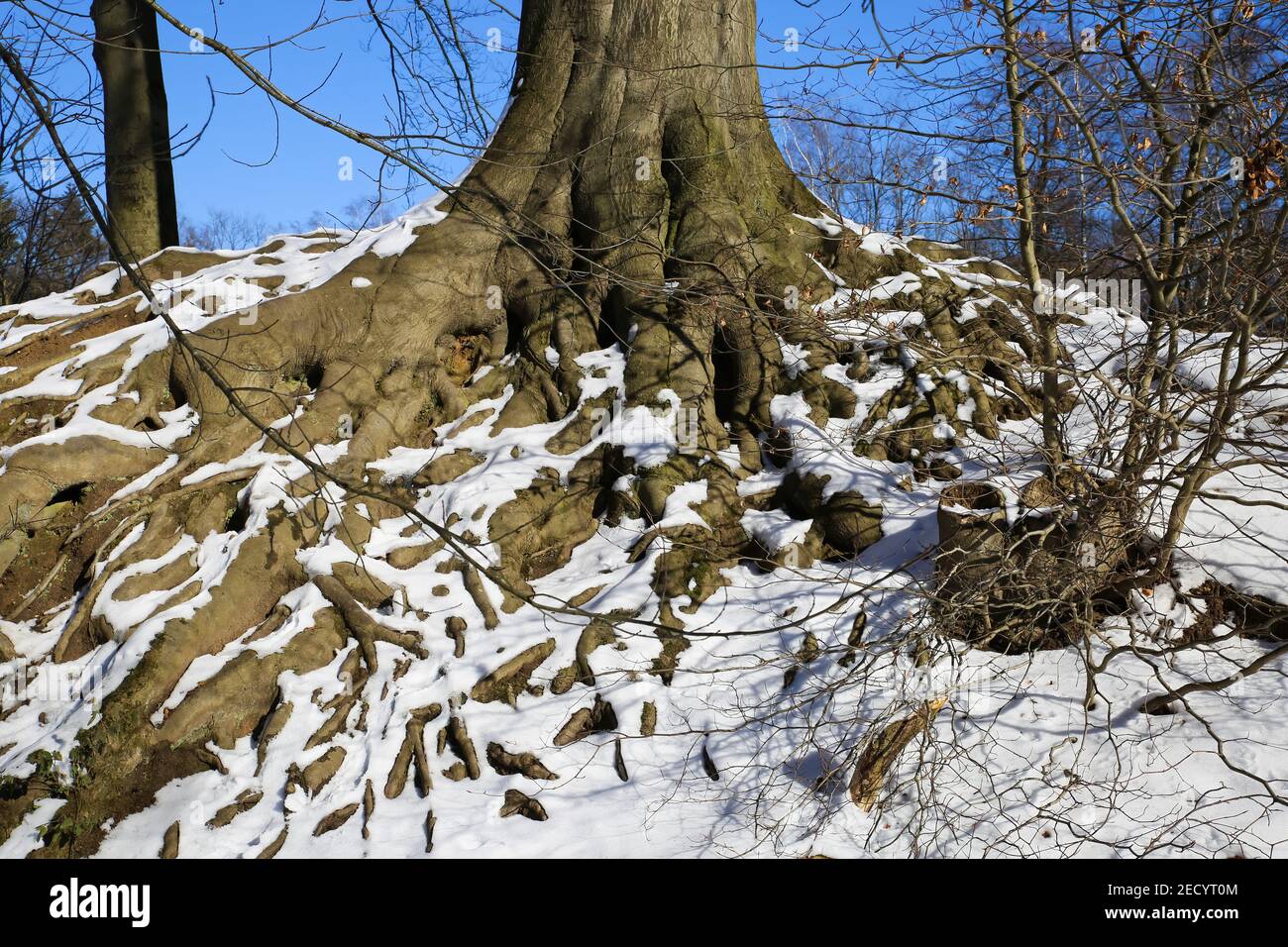 Tree Roots In The Winter