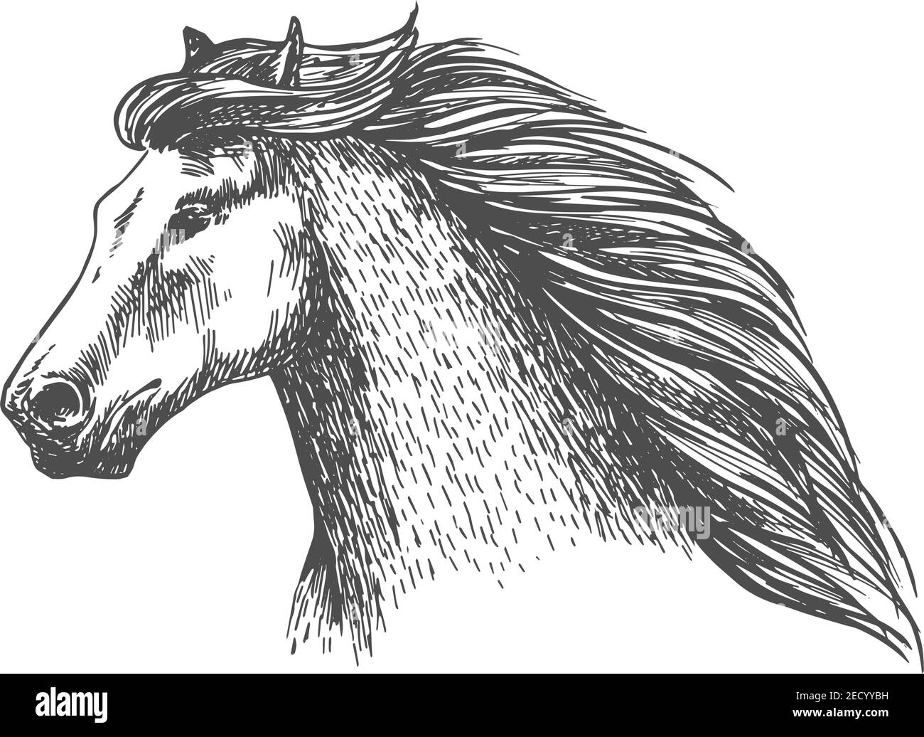 Raging gray horse free running. Vector sketch portrait of beautiful mare on sport races with noble look and thick wavy mane Stock Vector