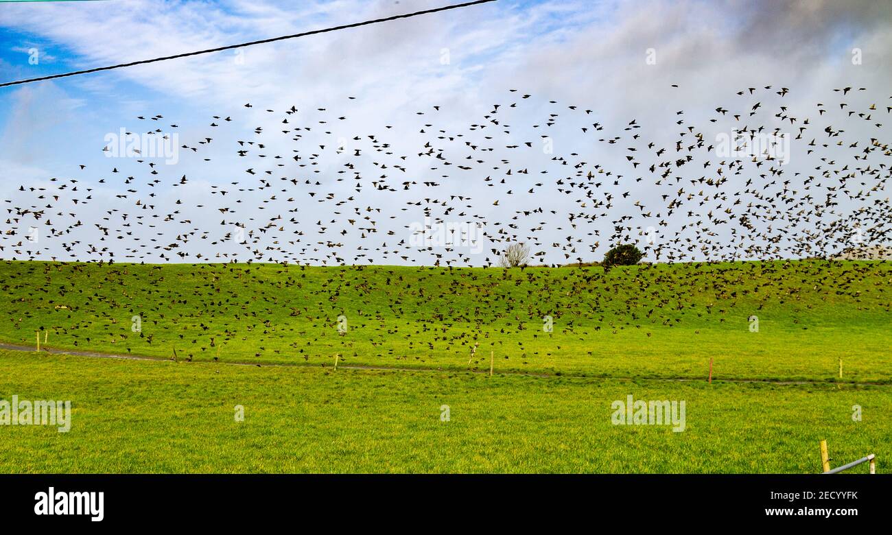Flock of Common Starlings Sturnus vulgaris on migration Stock Photo