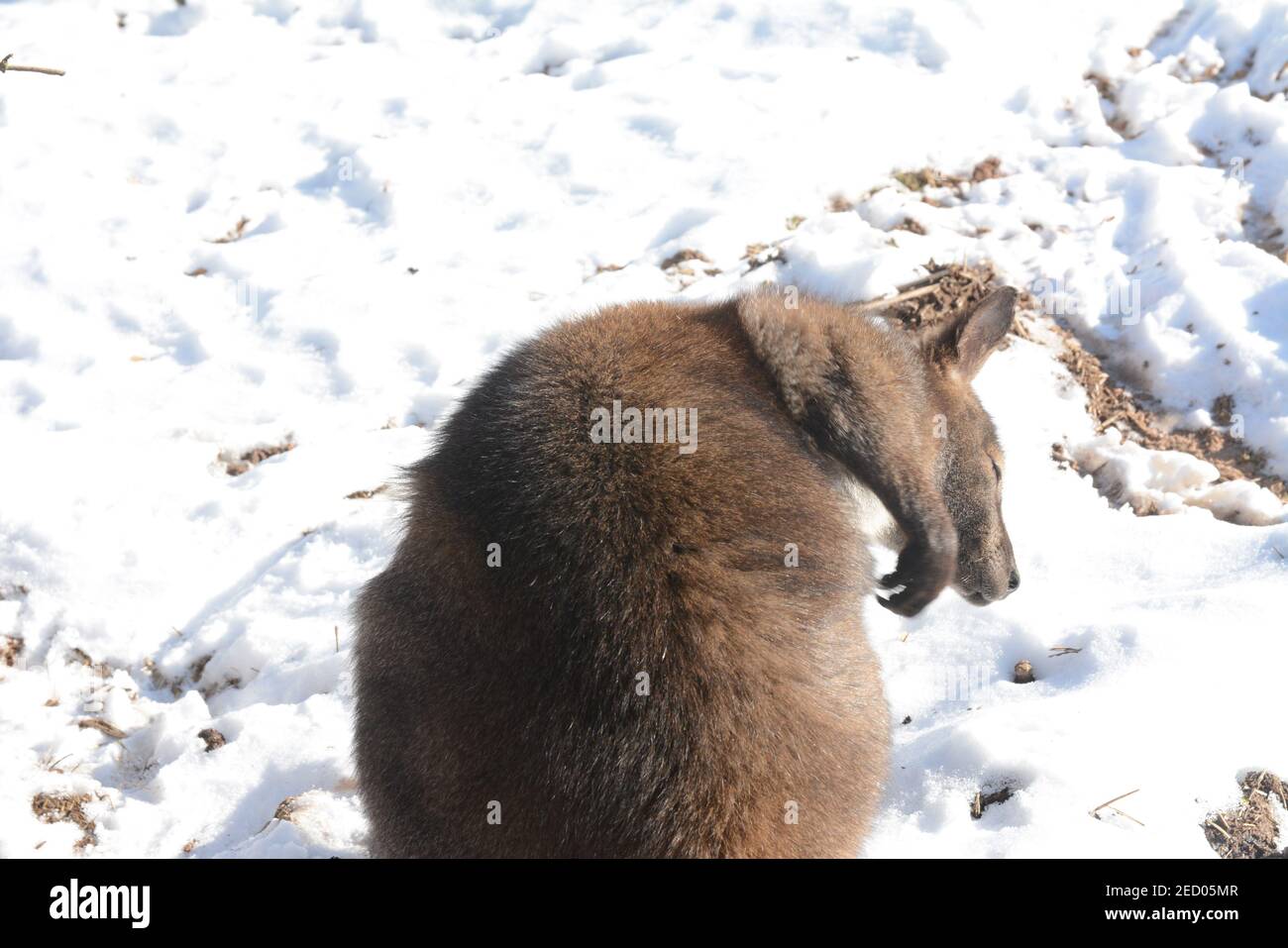 Dwarf kangaroo hires stock photography and images Alamy